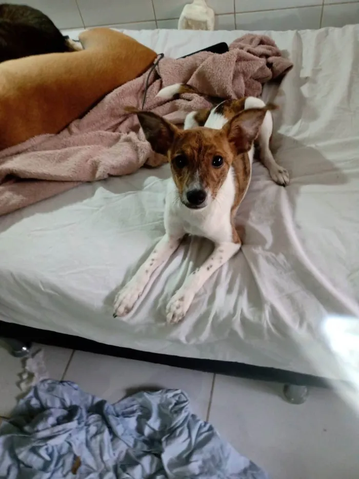 Cachorro ra a SRD idade 2 a 6 meses nome Kira
