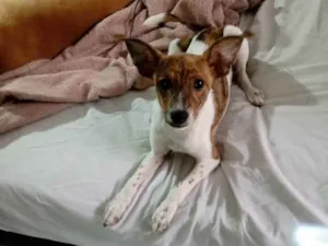 Cachorro raça SRD idade 2 a 6 meses nome Kira