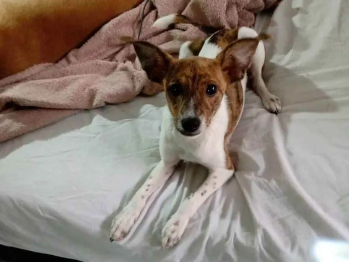 Cachorro ra a SRD idade 2 a 6 meses nome Kira