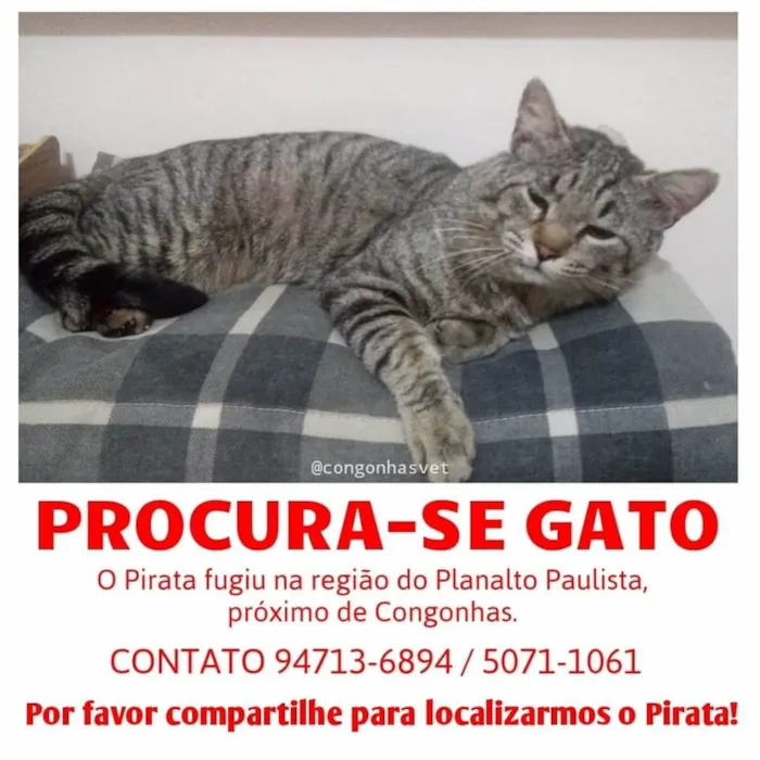 Gato ra a Indefinida idade 3 anos nome Pirata