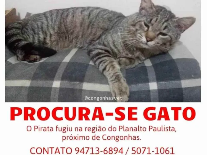 Gato ra a Indefinida idade 3 anos nome Pirata