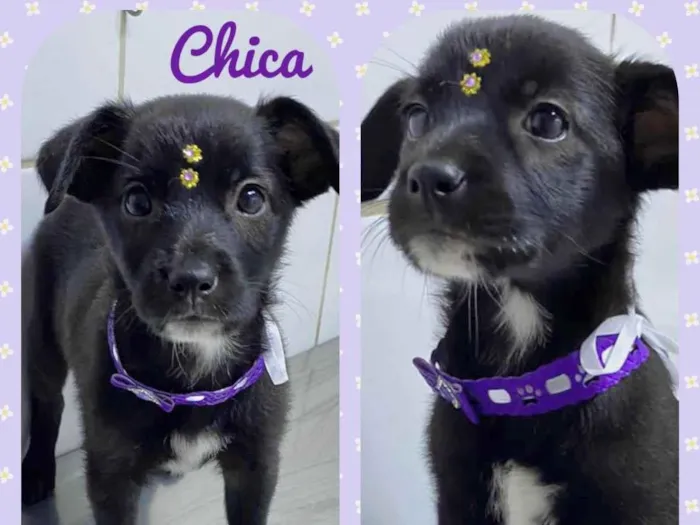 Cachorro raça Srd idade 2 a 6 meses nome Chica
