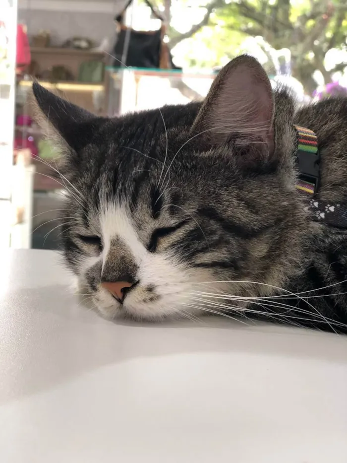 Gato ra a srd idade 1 ano nome Titinho