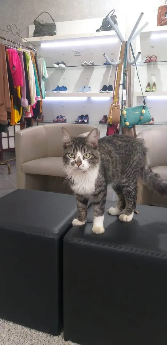 Gato ra a srd idade 1 ano nome Titinho