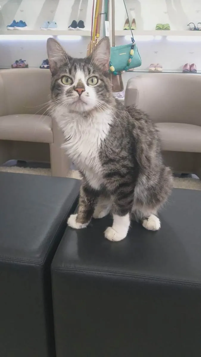 Gato ra a srd idade 1 ano nome Titinho