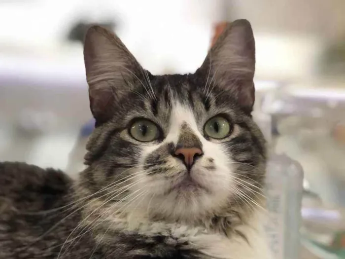 Gato ra a srd idade 1 ano nome Titinho