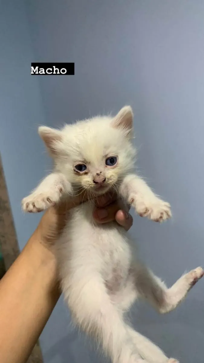 Gato ra a  idade Abaixo de 2 meses nome Não tem 