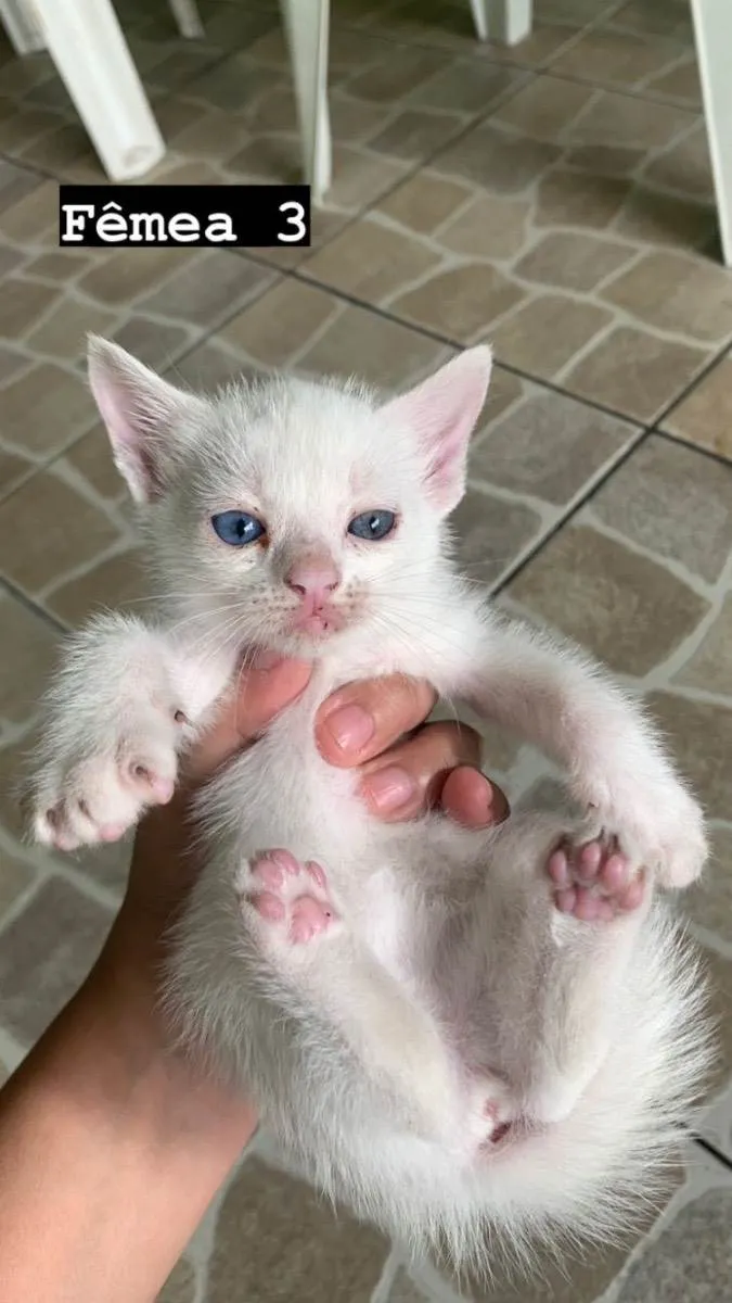 Gato ra a  idade Abaixo de 2 meses nome Não tem 