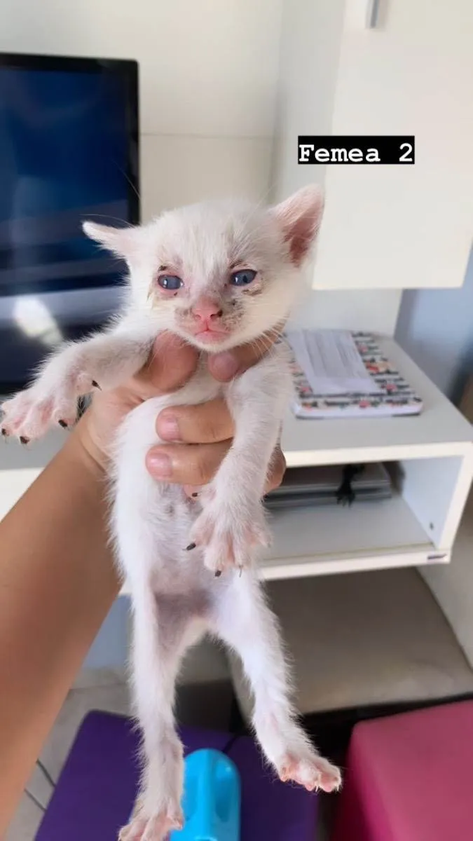 Gato ra a  idade Abaixo de 2 meses nome Não tem 