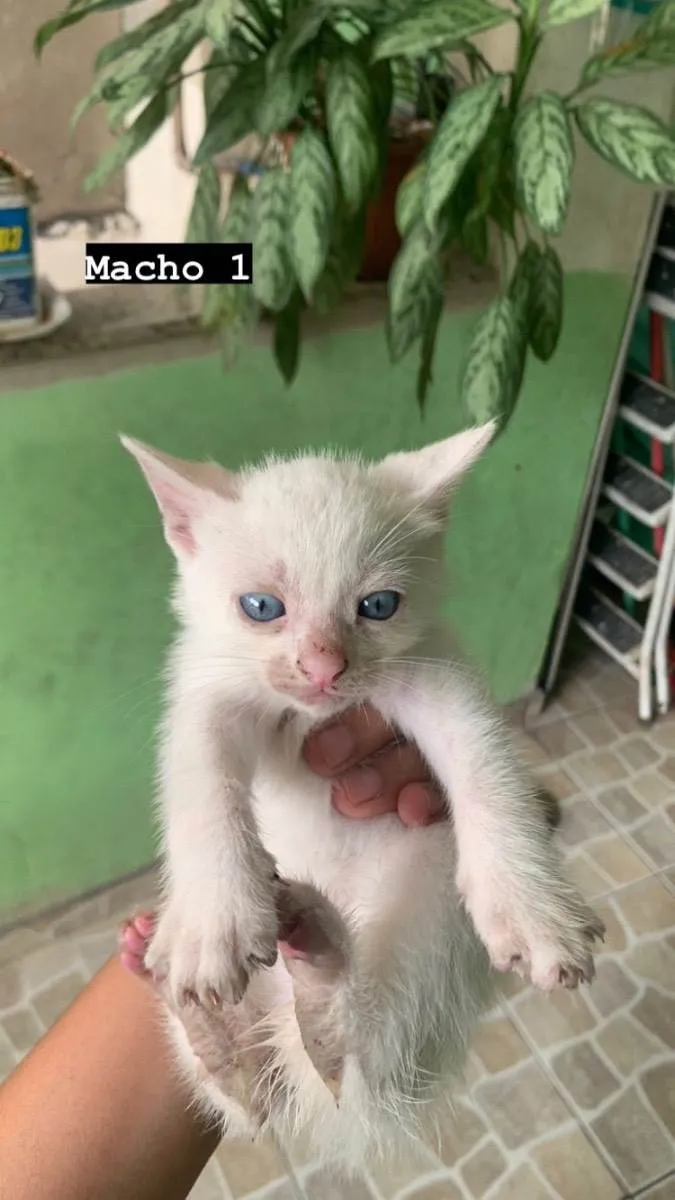Gato ra a  idade Abaixo de 2 meses nome Não tem 