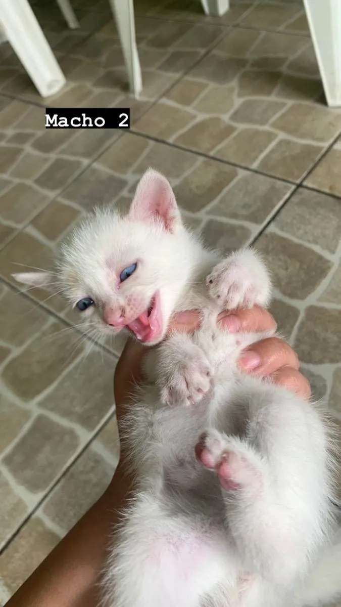 Gato ra a  idade Abaixo de 2 meses nome Não tem 