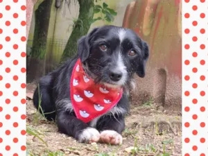 Cachorro raça Srd idade 2 anos nome VIDA