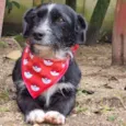VIDA