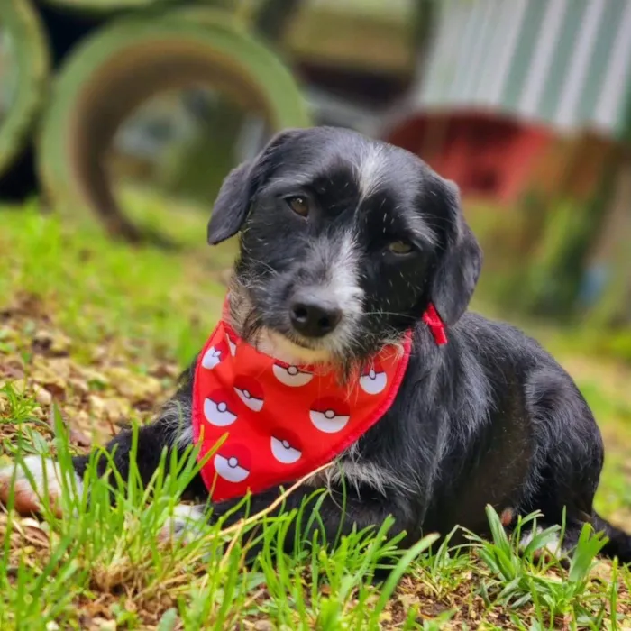 Cachorro ra a Srd idade 2 anos nome VIDA