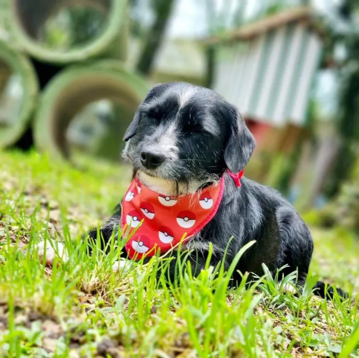 Cachorro ra a Srd idade 2 anos nome VIDA