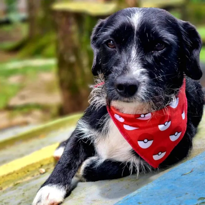 Cachorro ra a Srd idade 2 anos nome VIDA
