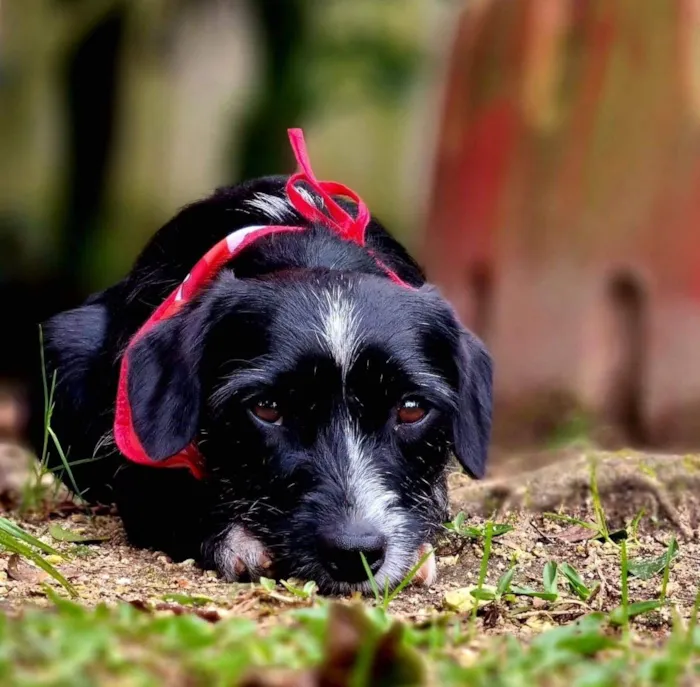 Cachorro ra a Srd idade 2 anos nome VIDA