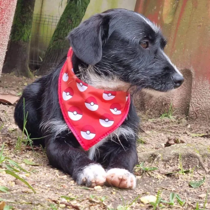 Cachorro ra a Srd idade 2 anos nome VIDA