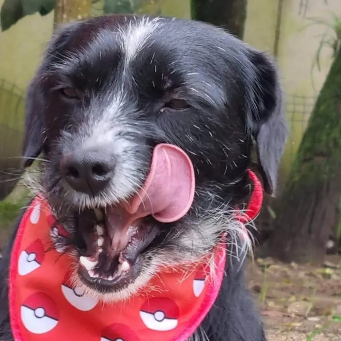 Cachorro ra a Srd idade 2 anos nome VIDA