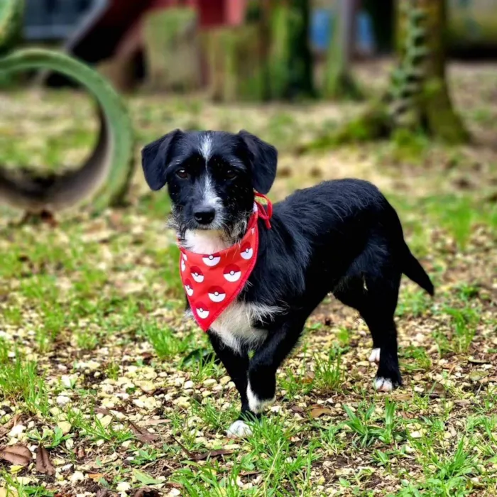 Cachorro ra a Srd idade 2 anos nome VIDA