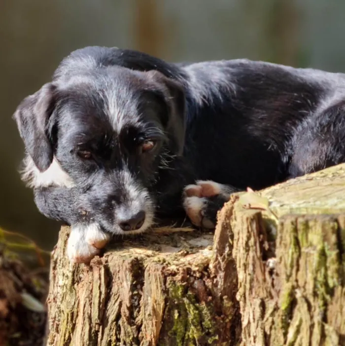 Cachorro ra a Srd idade 2 anos nome VIDA