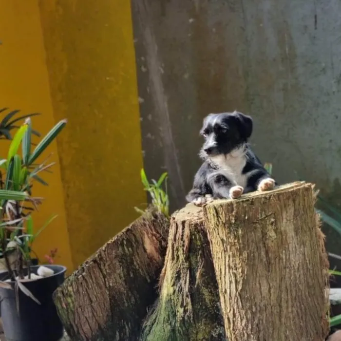 Cachorro ra a Srd idade 2 anos nome VIDA