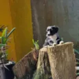 VIDA
