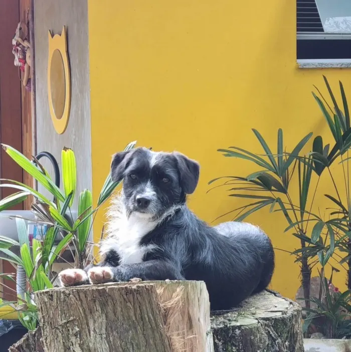 Cachorro ra a Srd idade 2 anos nome VIDA