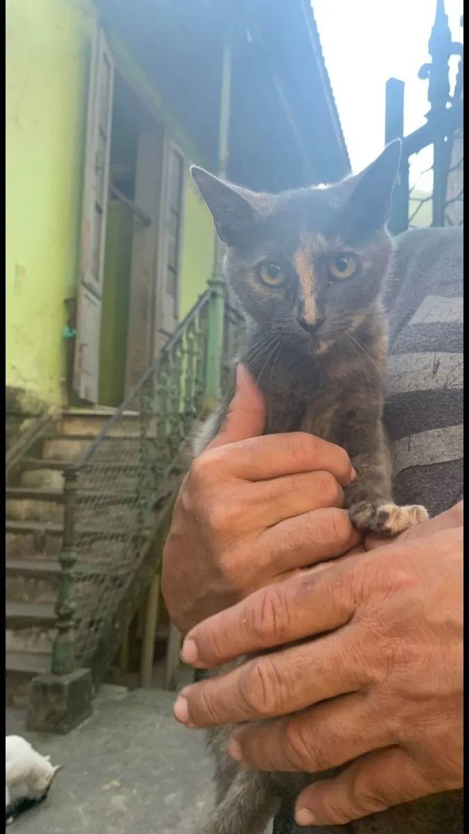 Gato ra a SRD idade 2 a 6 meses nome Fred 