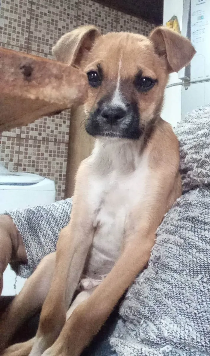 Cachorro ra a SRD idade 7 a 11 meses nome Axel