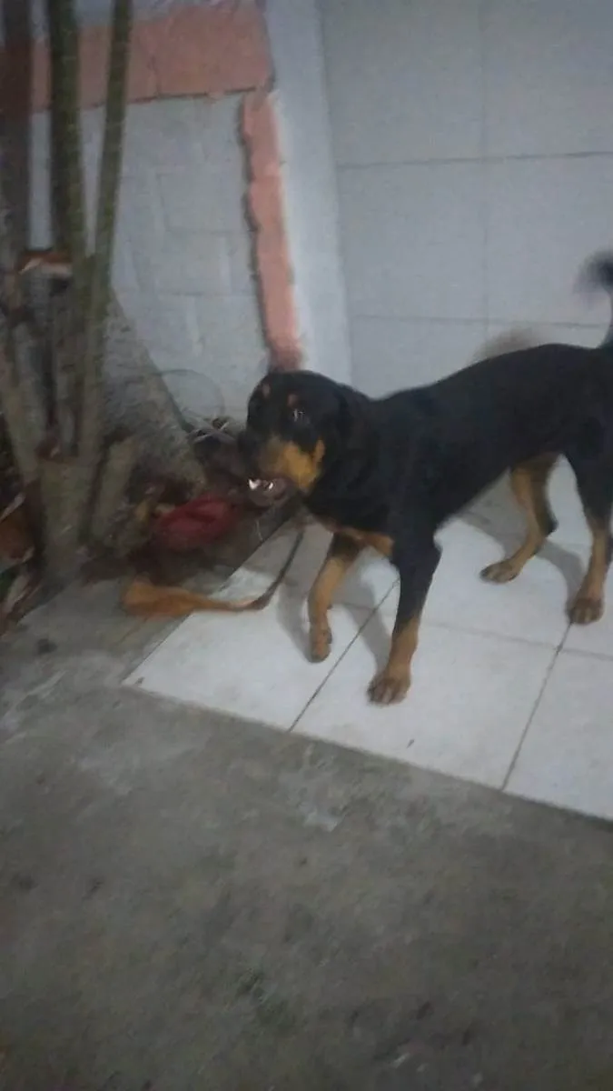 Cachorro raça Rotweiler idade 1 ano nome Sansao