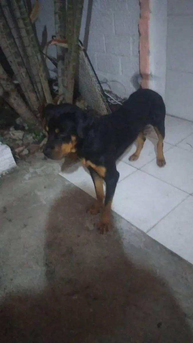 Cachorro raça Rotweiler idade 1 ano nome Sansao