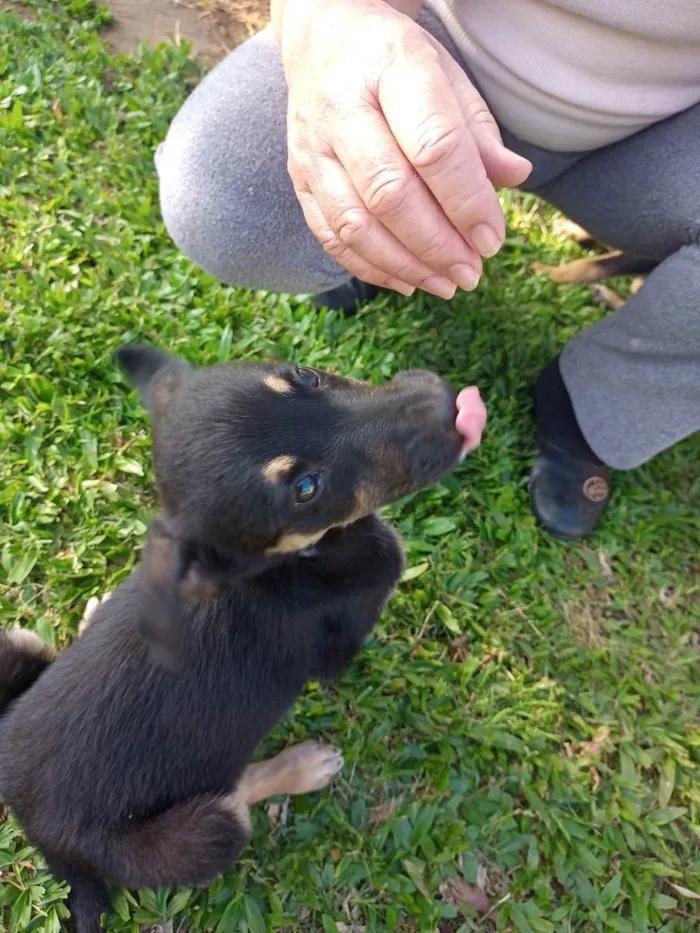 Cachorro ra a SRD idade Abaixo de 2 meses nome Preto