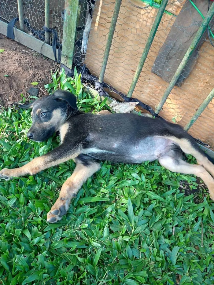 Cachorro ra a SRD idade Abaixo de 2 meses nome Preto
