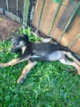 Preto