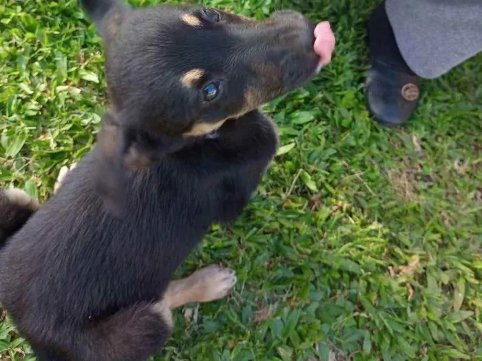 Cachorro ra a SRD idade Abaixo de 2 meses nome Preto