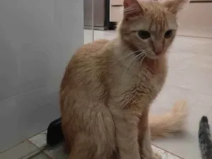 Gato raça Não definida idade Abaixo de 2 meses nome Kayte