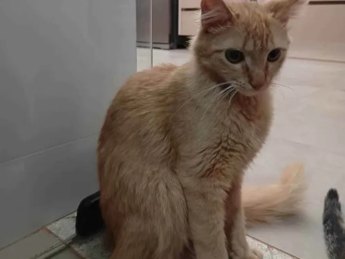 Gato ra a Não definida idade Abaixo de 2 meses nome Kayte