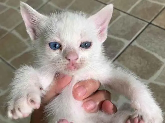 Gato ra a  idade Abaixo de 2 meses nome Não tem 