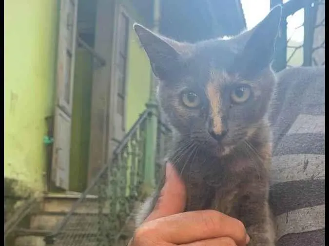 Gato ra a SRD idade 2 a 6 meses nome Fred 