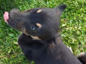 Cachorro raça SRD idade Abaixo de 2 meses nome Preto