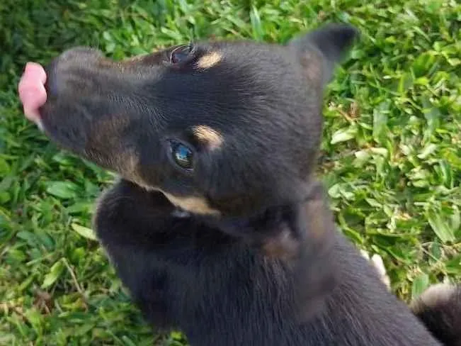Cachorro ra a SRD idade Abaixo de 2 meses nome Preto