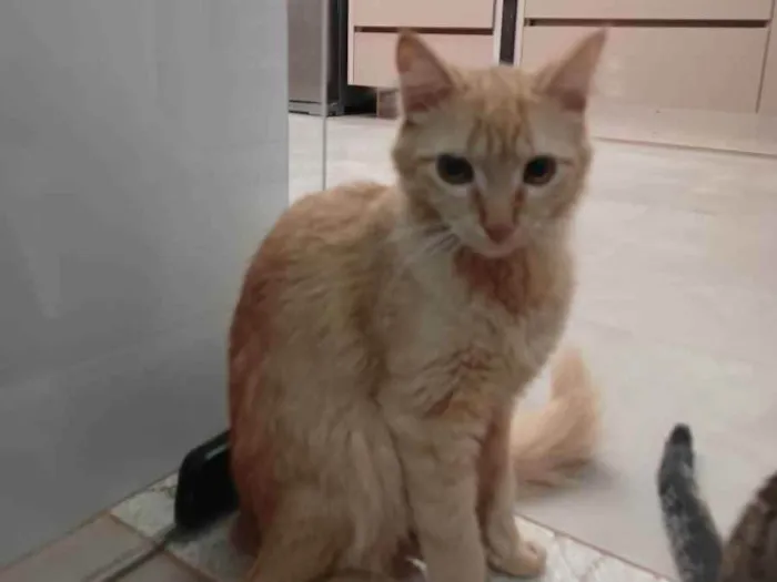 Gato ra a Não definida idade Abaixo de 2 meses nome Kayte