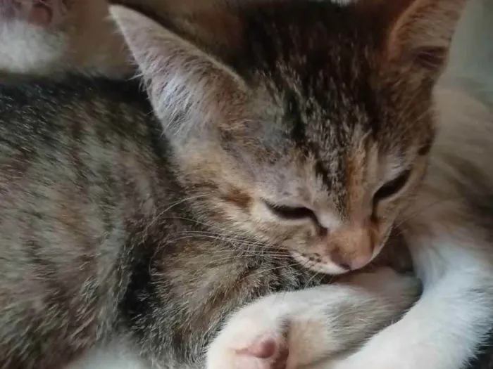 Gato ra a Não definida idade Abaixo de 2 meses nome Kayte