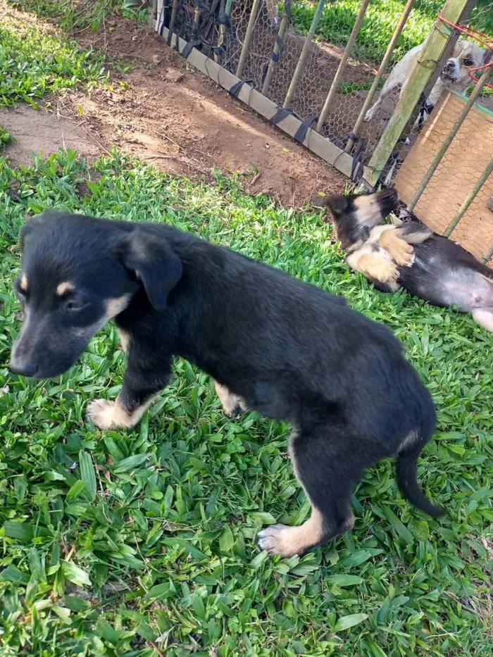 Cachorro ra a SRD idade Abaixo de 2 meses nome Preta