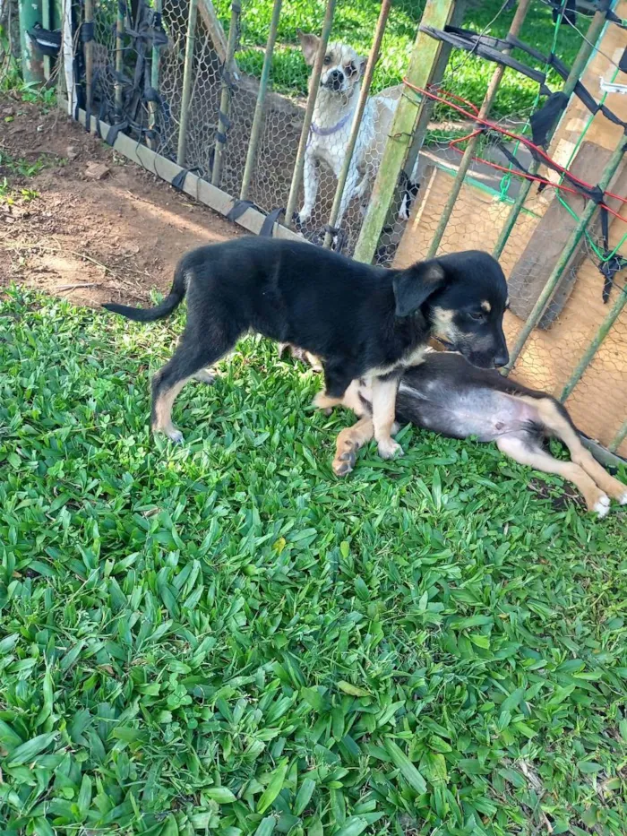 Cachorro ra a SRD idade Abaixo de 2 meses nome Preta