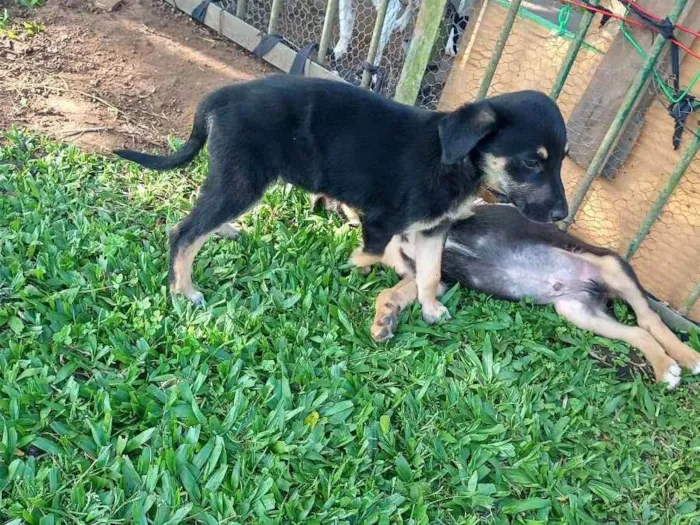 Cachorro ra a SRD idade Abaixo de 2 meses nome Preta