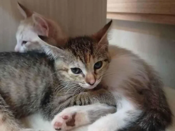 Gato ra a Não definida idade Abaixo de 2 meses nome Kayte