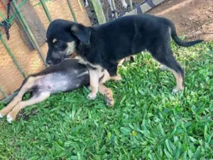 Cachorro raça SRD idade Abaixo de 2 meses nome Preta