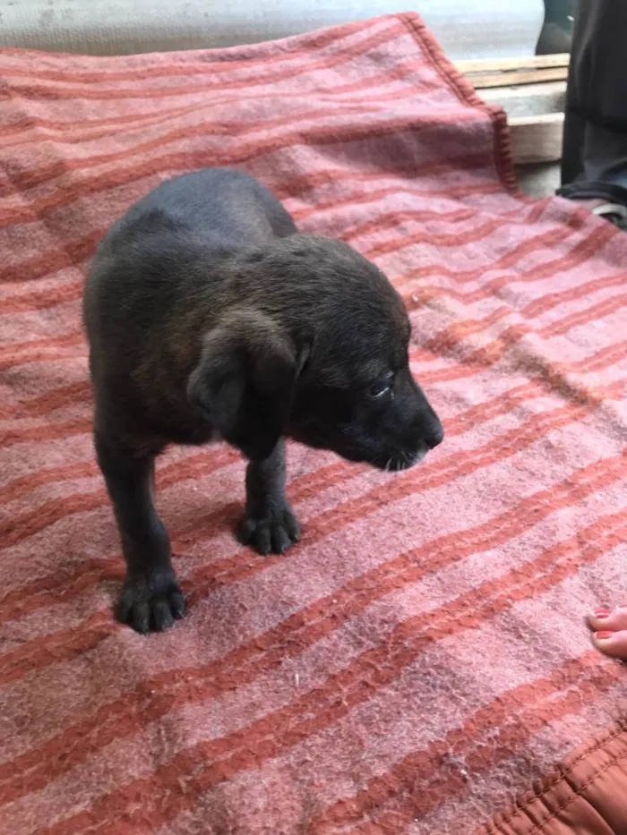 Cachorro ra a SRD idade 2 a 6 meses nome Filhotes de 3 meses